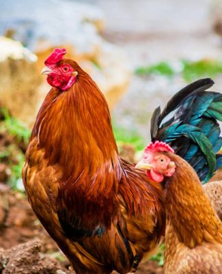 Colorful rooster and hen captured in a rural setting, Aaqrabâte, Syria.