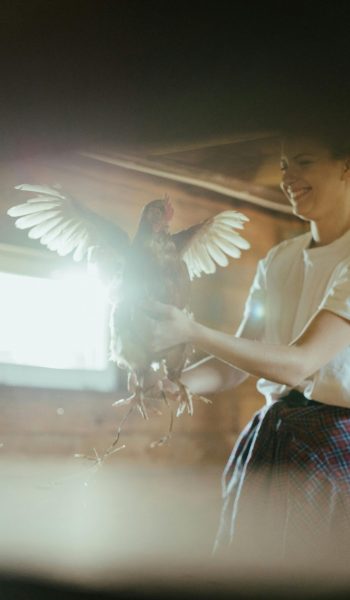 Smiling woman holds a chicken with spread wings inside a sunny barn.